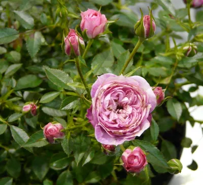 Изображение розы московской красавицы для использования в рекламе
