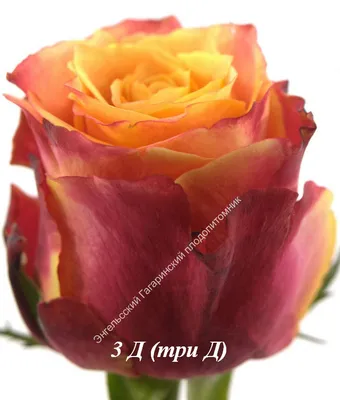 Шикарная фотография розы московской красавицы