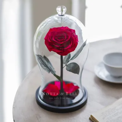 Восхитительная роза московская красавица в формате jpg