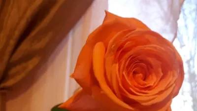 Фото розы московской красавицы на рассвете