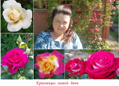 Превосходное фото розы московской красавицы
