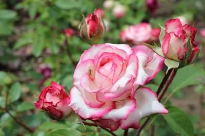 Фото розы московской красавицы для скачивания в png