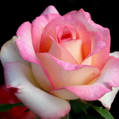 Красивое фото розы московской красавицы