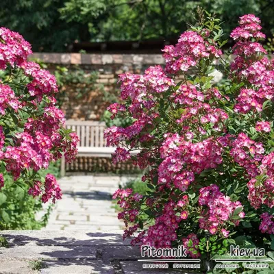 Фотка розы Моцарт в фокусе на одном лепестке