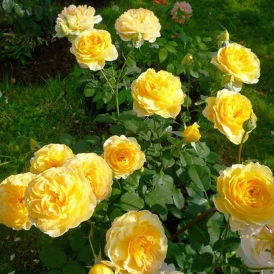 Роза мулинекс - фото в формате jpg для скачивания