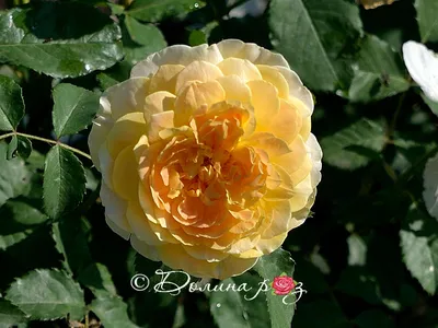 Фото розы мулинекс в стиле картины