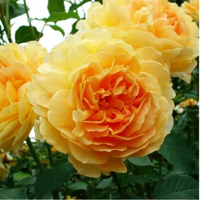 Роза мулинекс - картина природы в формате jpg
