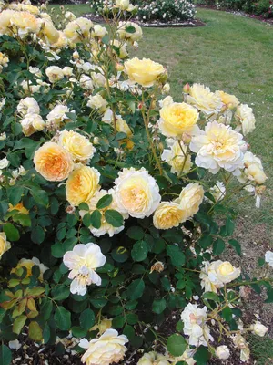 Фото розы мулинекс для использования в дизайне