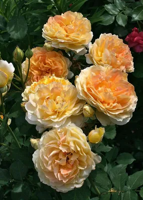 Фотка розы мулинекс в различных вариантах