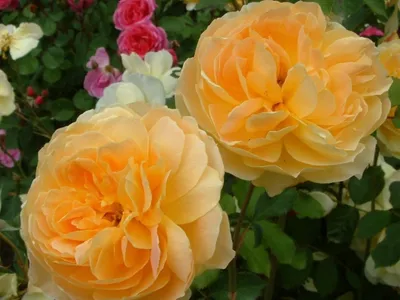 Фото розы мулинекс в формате jpg или png