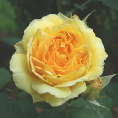 Роза мулинекс - изображение в высоком качестве