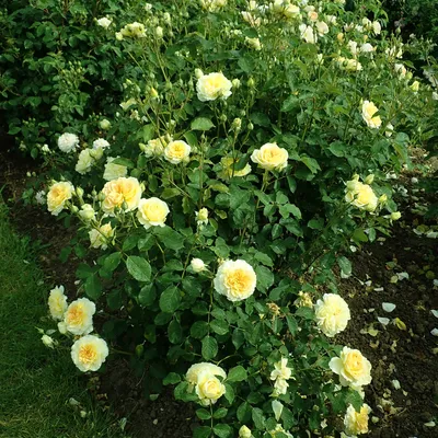 Фото розы мулинекс для украшения вашего дома