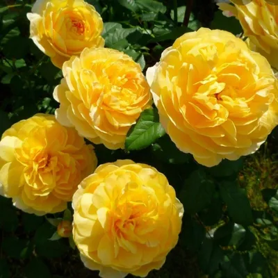 Изображение розы мулинекс в png формате