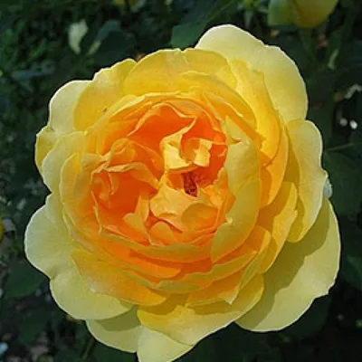 Роза мулинекс - картина природы в формате webp