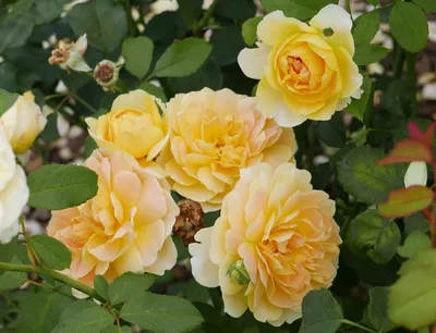 Фотография розы мулинекс - нежность и красота природы