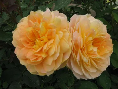 Фото розы мулинекс для использования в дизайне