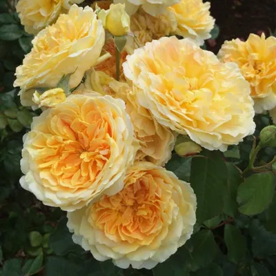 Фото розы мулинекс в webp формате