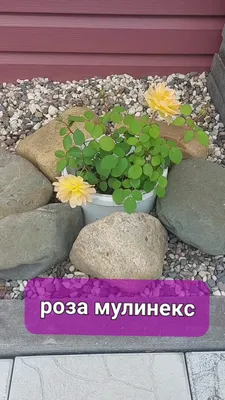 Уникальная фотография розы мулинекс