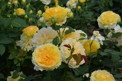 Изображение розы мулинекс в высоком разрешении