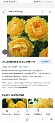 Роза мулинекс - картина природы в формате jpg