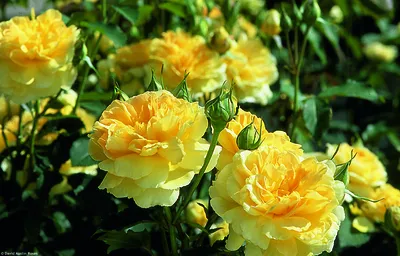 Изображение розы мулинекс в качестве фотографии