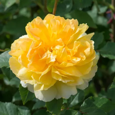Фото розы мулинекс для вашего наслаждения