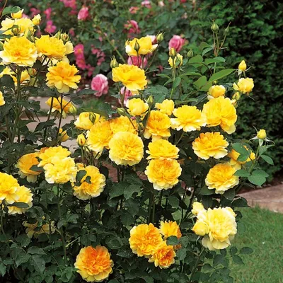 Уникальная фотография розы мулинекс