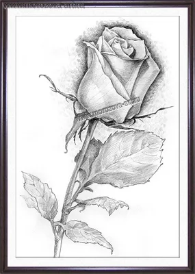 Роза нарисованная карандашом в формате jpg