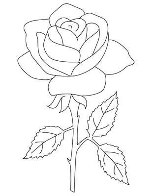 Фото розы нарисованной карандашом в формате png