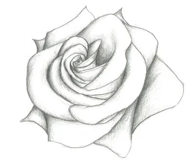 Фотография картины Роза карандашом в формате webp