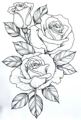 Фото розы, нарисованной карандашом, в png формате