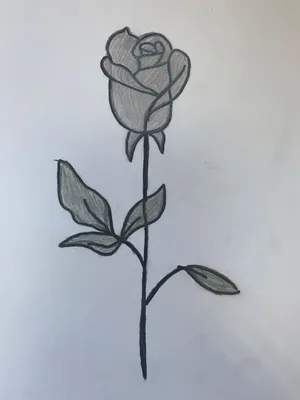 Роза нарисованная карандашом в png формате для скачивания