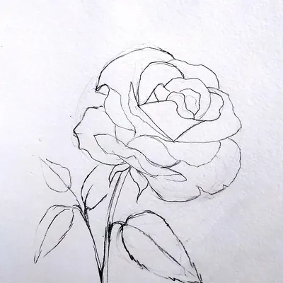 Изображение розы, нарисованной карандашом, для скачивания в формате webp