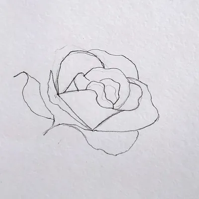 Изображение розы, нарисованной карандашом, в формате webp