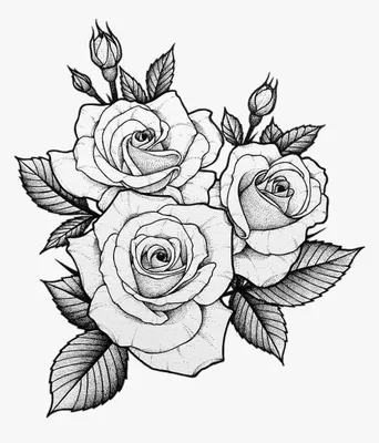 Фото розы, выполненной карандашом, в png формате для скачивания