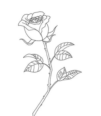 Картина Роза карандашом в формате webp