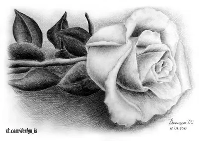 Изображение розы, нарисованной карандашом, в jpg формате для скачивания