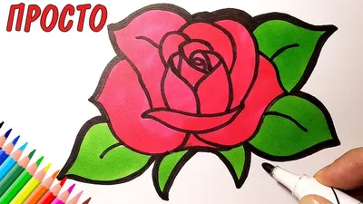 Роза нарисованная карандашом в png формате для скачивания