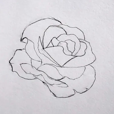 Картина Роза карандашом в jpg формате для скачивания