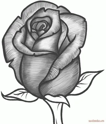 Изображение розы, нарисованной карандашом, доступно для скачивания в webp формате