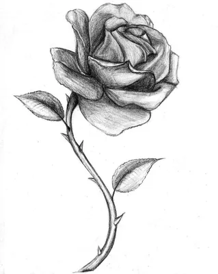 Изображение розы, нарисованной карандашом, в jpg формате.