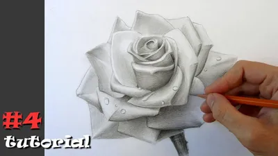 Фото розы, выполненной карандашом, доступное для скачивания в png формате