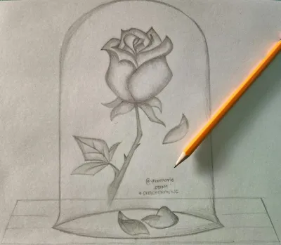 Изображение розы, нарисованной карандашом, в webp формате