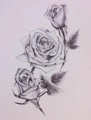 Рисунок Роза карандашом доступен для скачивания в jpg