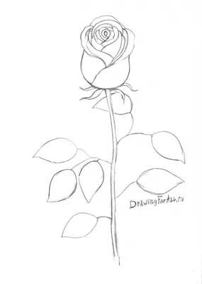 Фото розы, выполненное карандашом, в png формате