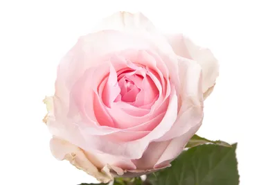 Изображение розы Нена в высоком разрешении