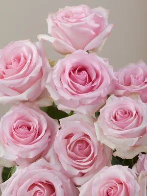 Роскошная роза Нена: фотография высокого качества
