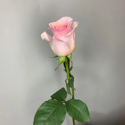 Невероятная роза Нена на фотографии в различных форматах