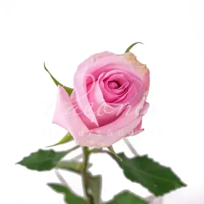 Фотка розы Нена для использования на вашем сайте