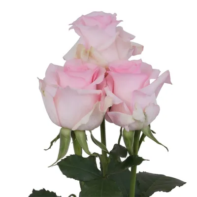 Экстраординарная роза Нена на фото с возможностью выбора формата